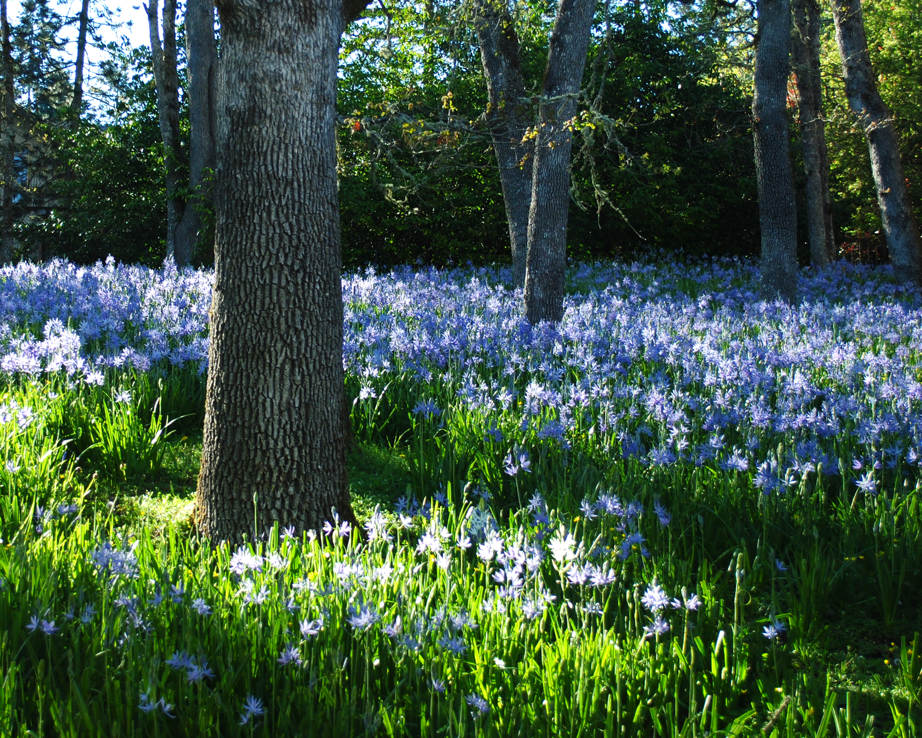 CrestVillaApts-spring-camas-8x10.jpg